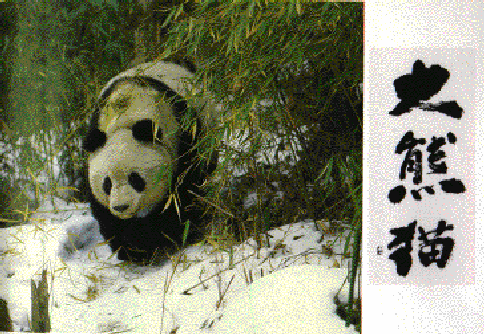 nation animal: panda